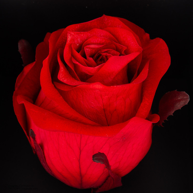 گل رز جاودان رسیج مدل E1R3