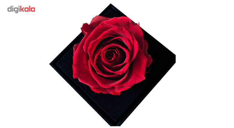 دکوفیوره رز جاودان در جعبه گل ماندگار طبیعی تثبیتشده، بدون نیاز به آب، خاک و نور، ماندگاری تا 3 سال، معطر و غیرسمی (قابل لمس)، ابعاد 15×11×11 سانتیمتر، وزن 400 گرم، همراه پاکت مخصوص