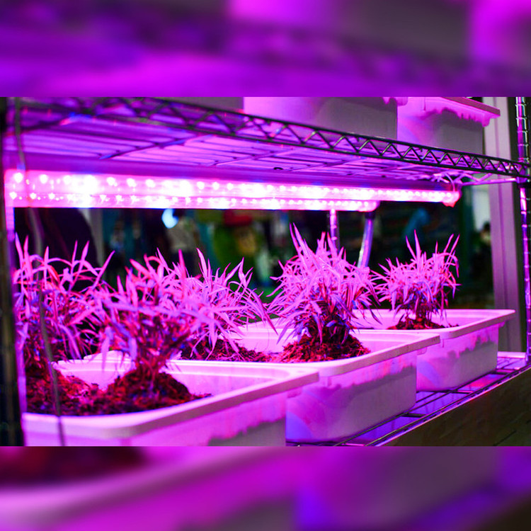 لامپ رشد گیاه 7 وات مدل فول اسپکتروم 220v طرح ریسه ال ای دی بسته 4 عددی