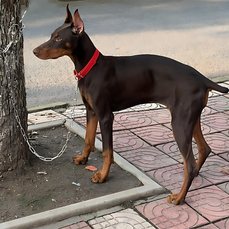زنجیر گالوانیزه مدل 4mm طول 4 متر