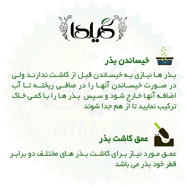 بذر هویج فرنگی گیلدا کد 681