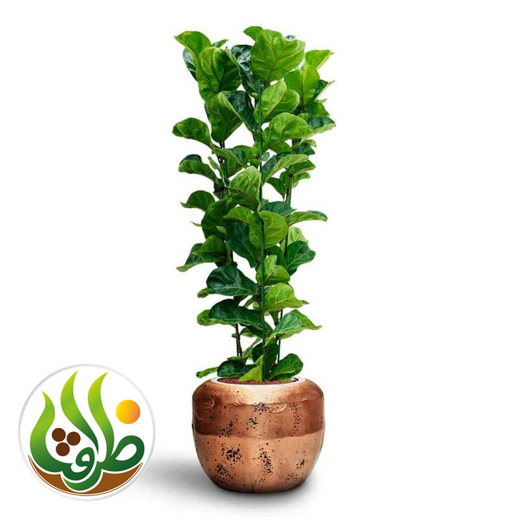 کود مایع فیکوس لیراتا ظرافت مدل KO18912 حجم 120 میلی لیتر