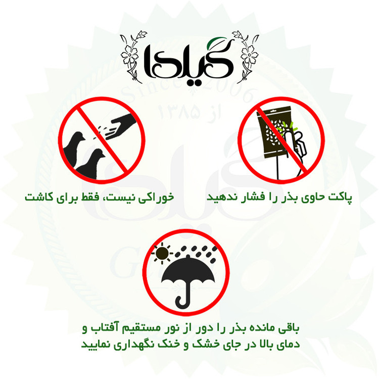 بذر شاه اشرفی زرد گیلدا کد 814