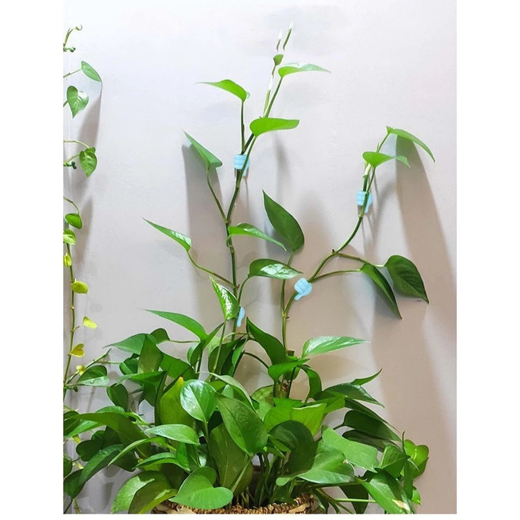 نگهدارنده شاخه طرح دست مجموعه 10 عددی