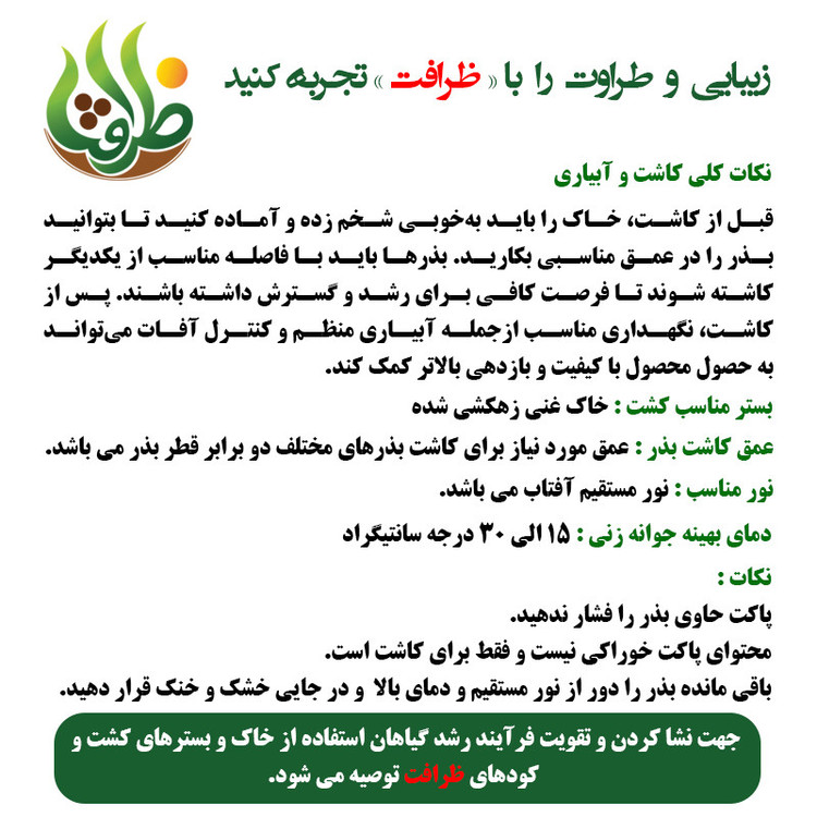 بذر بامیه ظرافت مدل BZ2230 وزن 250 گرم