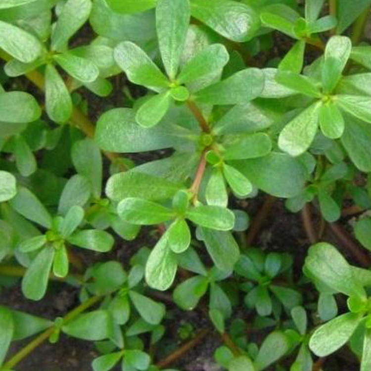 بذر سبزی خرفه گیامیا مدل KH555