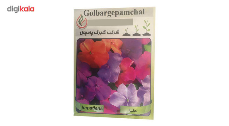 بذر گل حنا گلبرگ پامچال مدل GP12