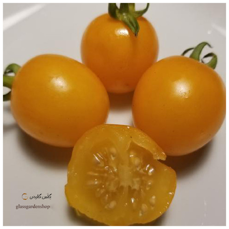 بذر گوجه گیلاسی چری زرد مدل GL15