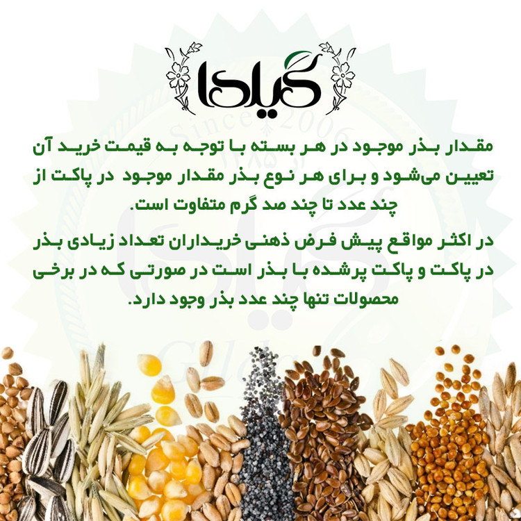 بذر کاهو پیچ فردوس گیلدا کد 332