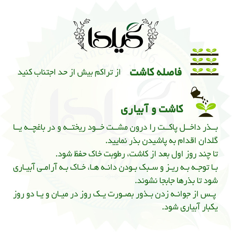 بذر کاهو پیچ فردوس گیلدا کد 332