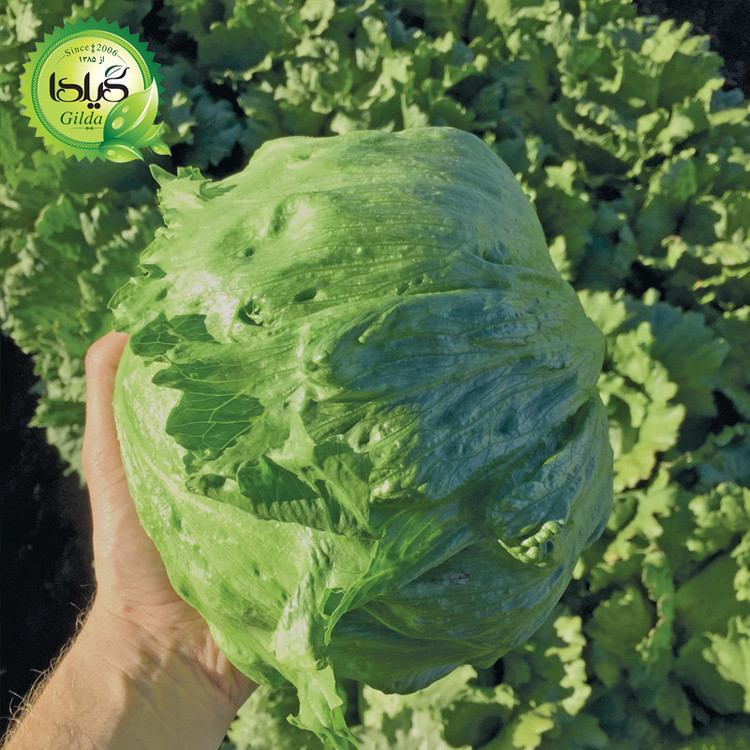 بذر کاهو پیچ فردوس گیلدا کد 332