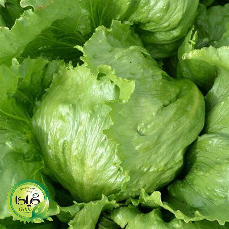 بذر کاهو پیچ فردوس گیلدا کد 332