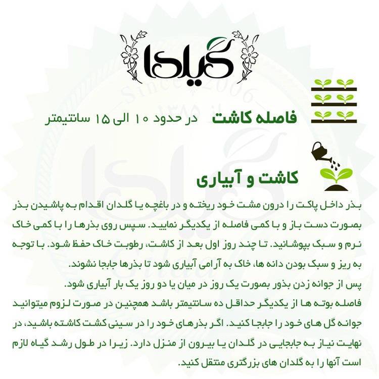 بذر اطلسی پرگل گیلدا کد 857