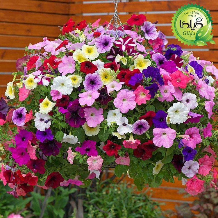 بذر اطلسی پرگل گیلدا کد 857