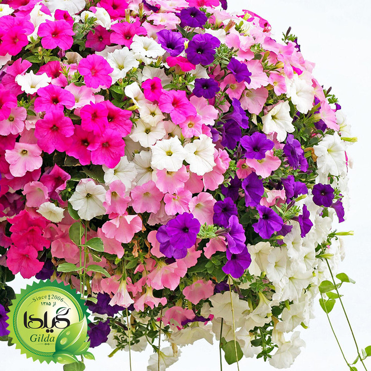 بذر اطلسی پرگل گیلدا کد 857