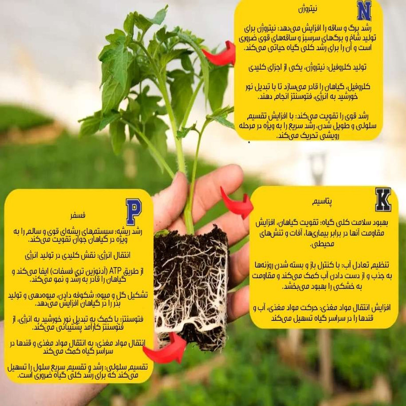 کود پودری برگردهی دیبان مدل npk-20-20-20 وزن یک کیلوگرم