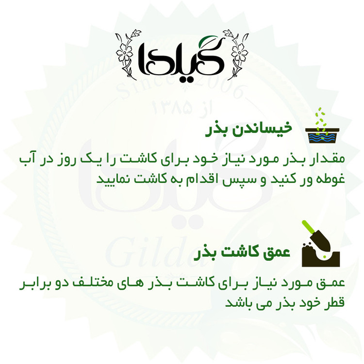 بذر فیسالیس سبز گیلدا کد 610