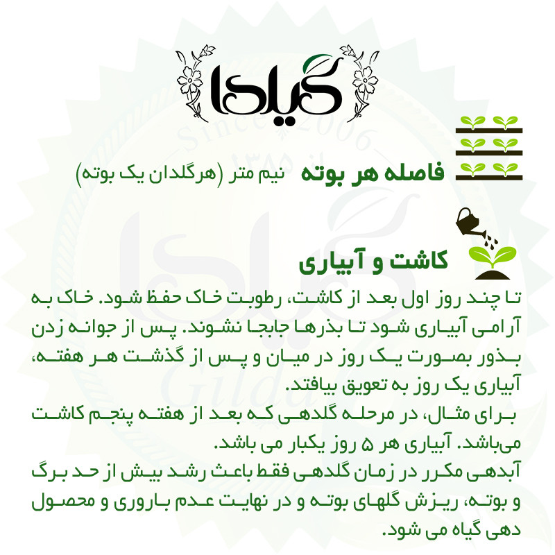 بذر فیسالیس سبز گیلدا کد 610