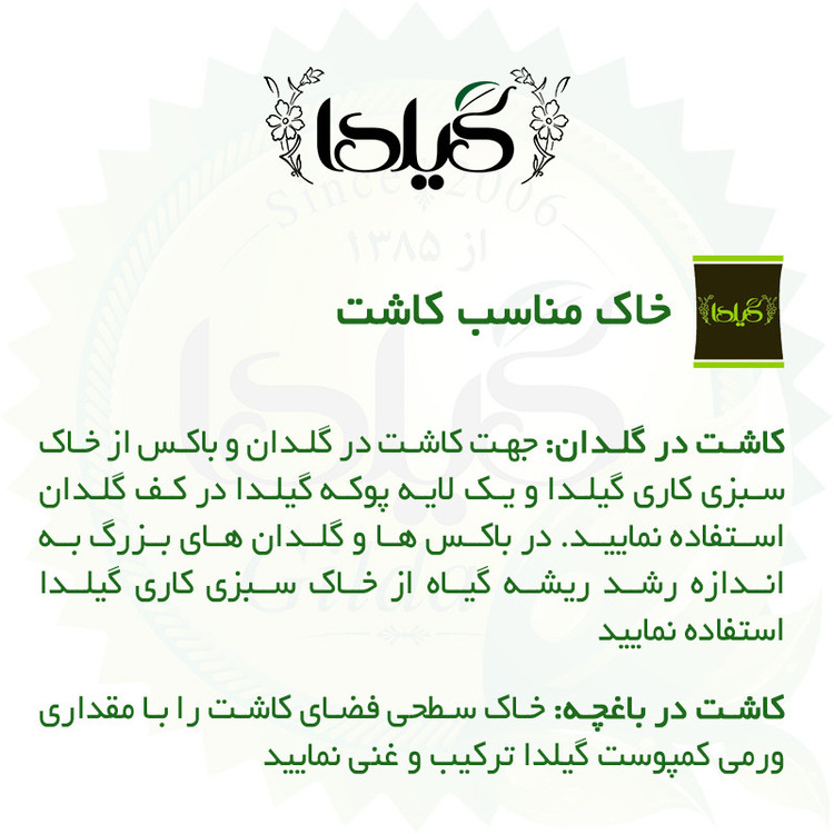 بذر فیسالیس سبز گیلدا کد 610