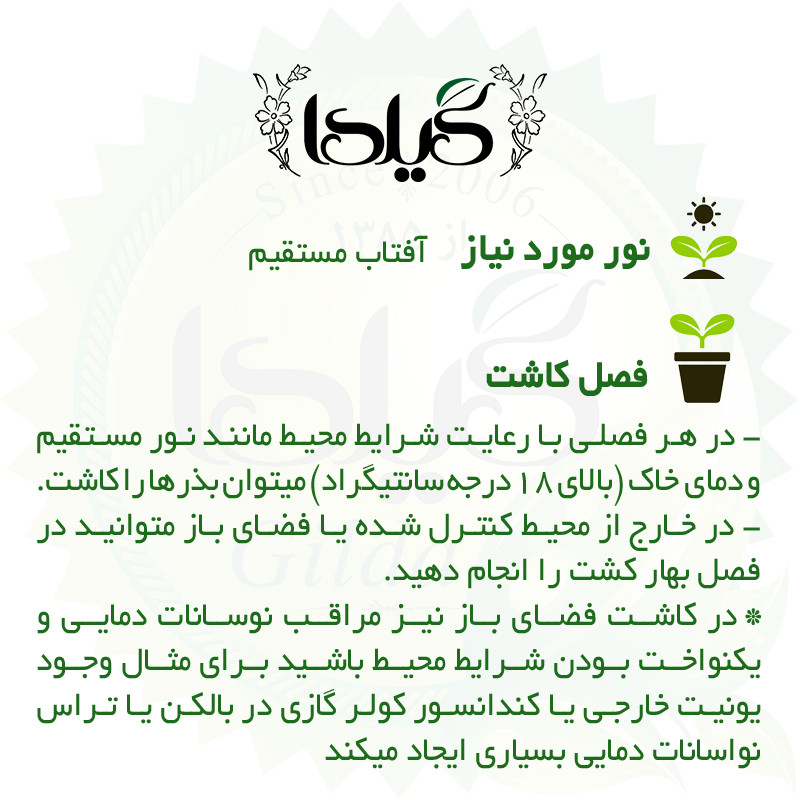 بذر تخم آفتابگردان گرد گیلدا کد 381