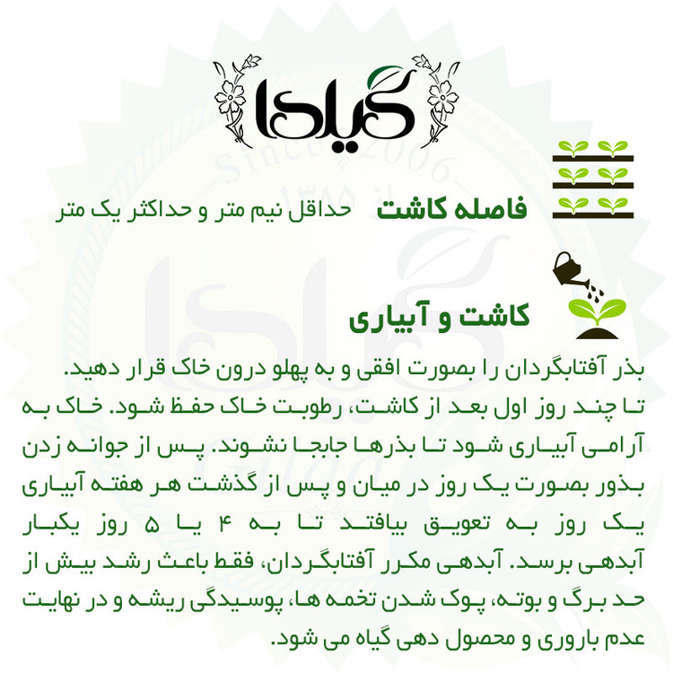بذر تخم آفتابگردان گرد گیلدا کد 381