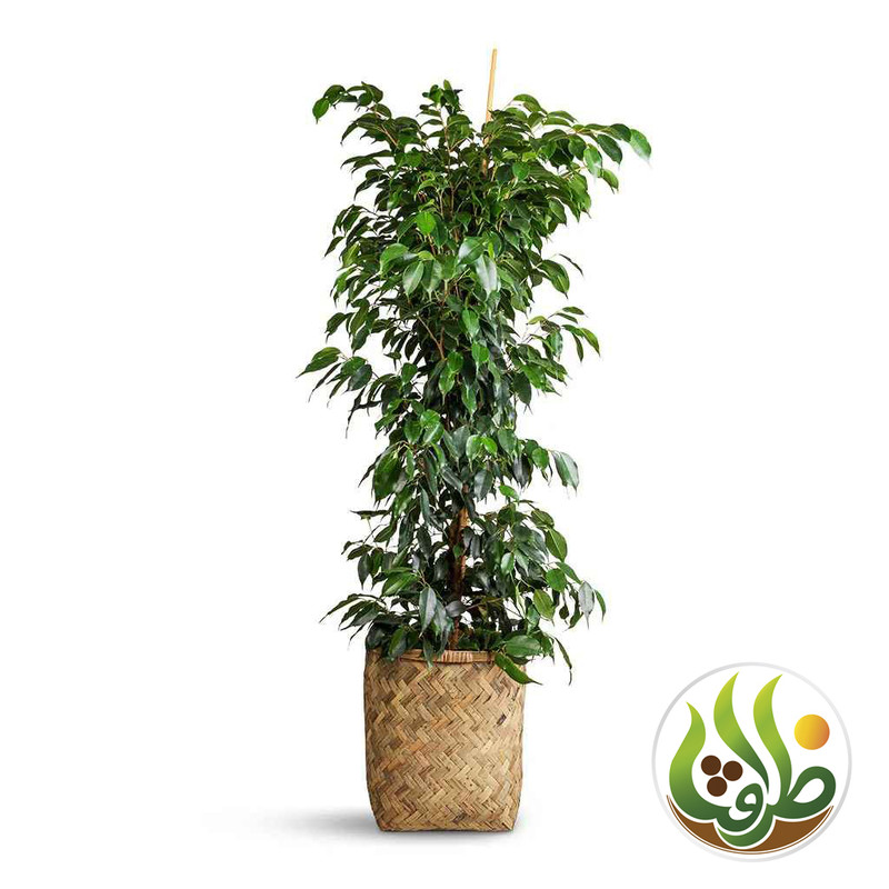 کود کامل فیکوس بنجامین ظرافت مدل KO2714 وزن 250 گرم