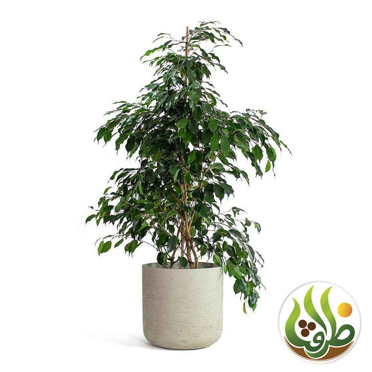 کود کامل فیکوس بنجامین ظرافت مدل KO2714 وزن 250 گرم